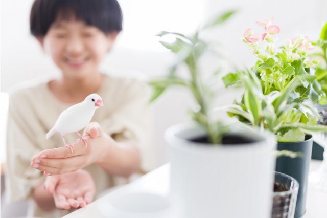 鳥かごについて｜ペット飼育ケージのHOEI｜豊栄金属工業㈱