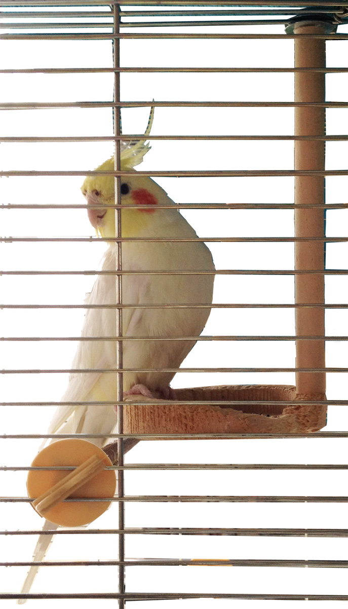 ウッディーカフェ | ケージ用アクセサリー