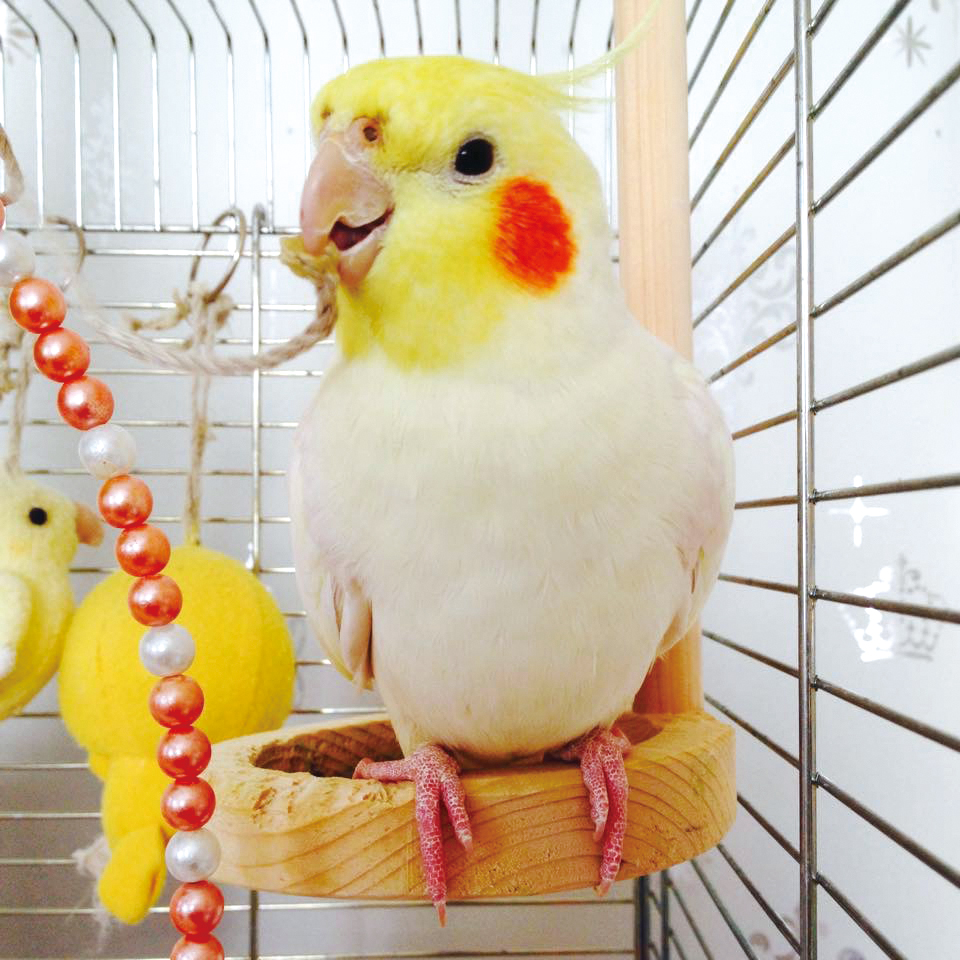 ウッディーカフェ | ケージ用アクセサリー